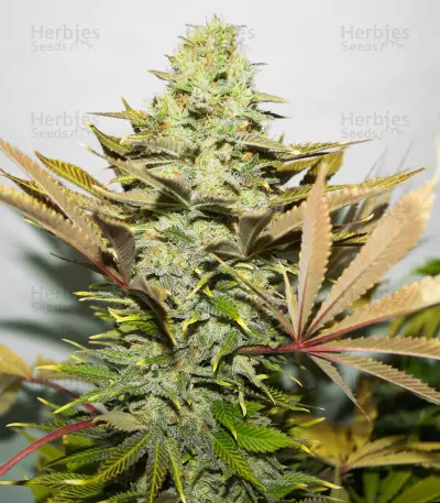 Melon Gum (Dr. Underground) Cannabis-Samen