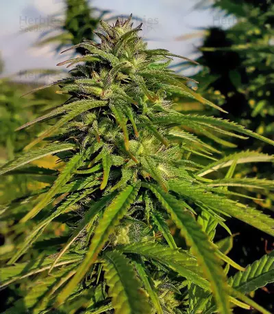 Mexican Sativa (Sensi Seeds) Cannabis-Samen