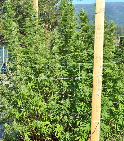 Nepal Jam regular (Ace Seeds) Cannabis-Samen