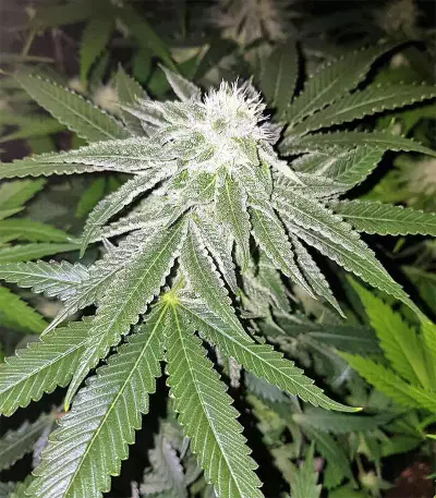 Original Bruce Banner regular (Dark Horse Genetics) Cannabis-Samen