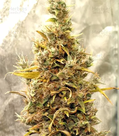 Panama Haze (Ace Seeds) Cannabis-Samen