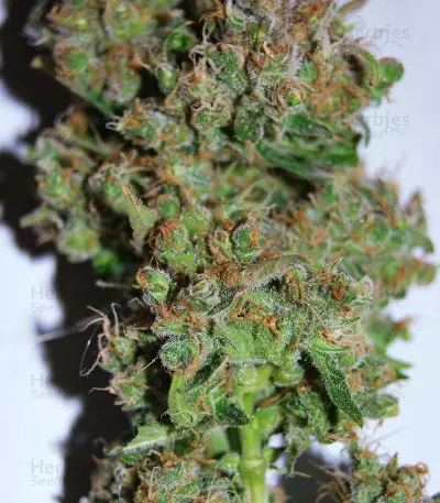 Pure Africa (Original Sensible Seeds) Cannabis-Samen