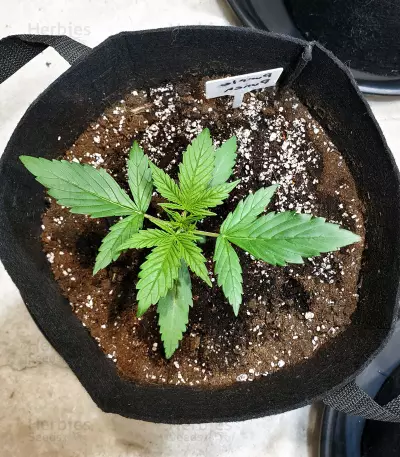 Purple Punch Autoflower (Seedstockers) Cannabis-Samen
