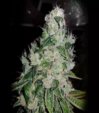 Ripper badazz (Ripper Seeds) Cannabis-Samen