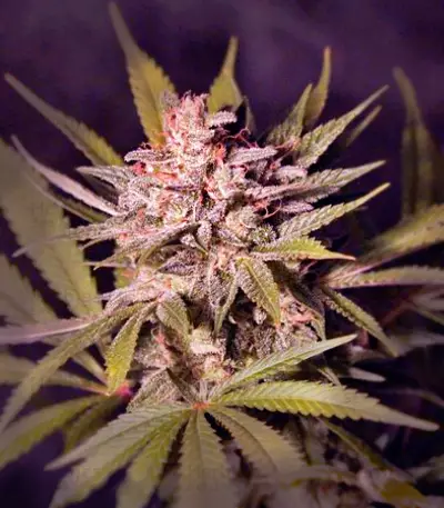 Silver Bubble Regular (Reserva Privada) Cannabis-Samen