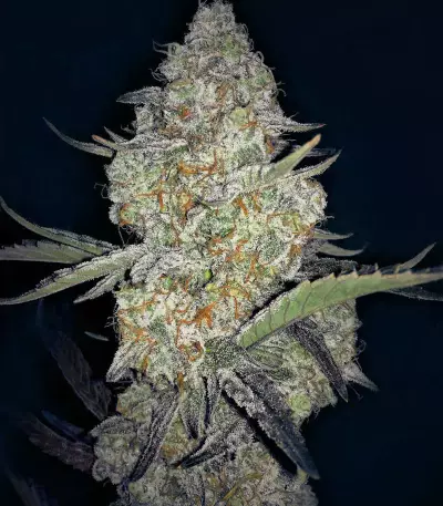 Sour Crack Auto (Mephisto Genetics) Cannabis-Samen