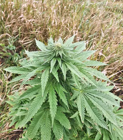 Super Skunk Autoflower (Seedstockers) Cannabis-Samen