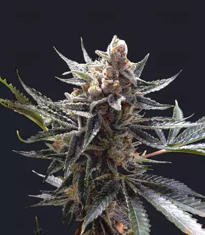 Tangie (Reserva Privada) Cannabis-Samen