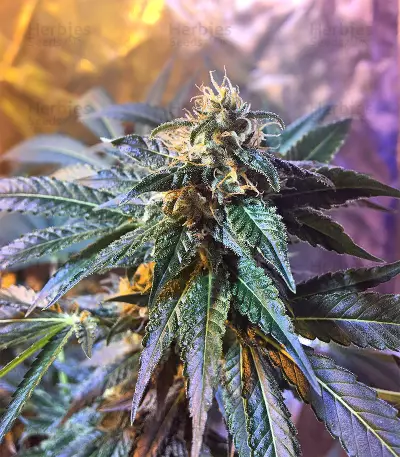 Wedding Cake (Big Head Seeds) Cannabis-Samen