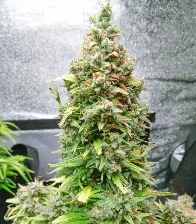 Original Afghan Kush Auto feminisiertes Saatgut (Fast Buds)