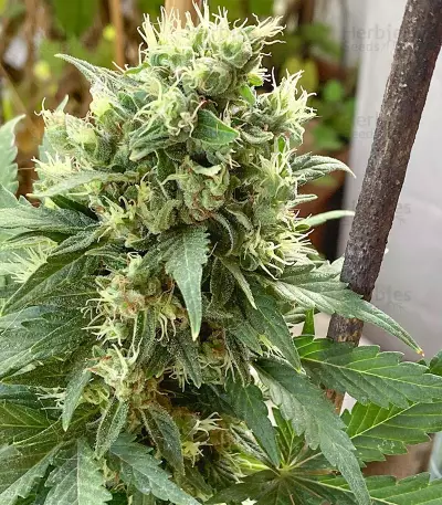 Auto Gelato (Female Seeds) Cannabis-Samen