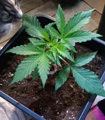 Pro Auto Mix feminisiertes Saatgut (Seedstockers)