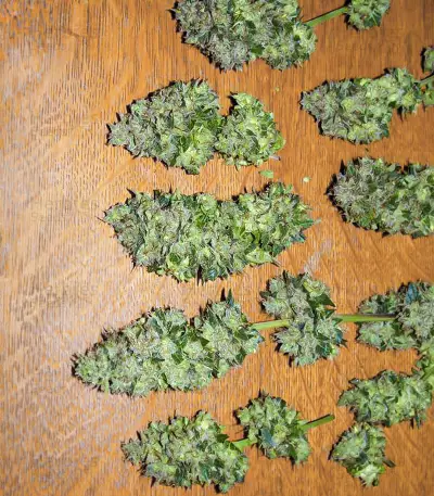 Blackberry Moonrocks feminisierte Samen (AlphaFem Seeds)