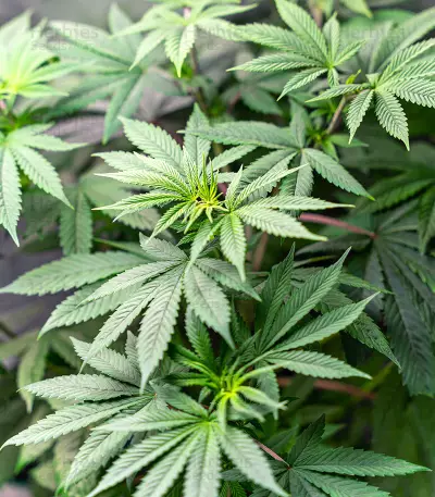 Critical Gorilla (Expert Seeds) Cannabis-Samen