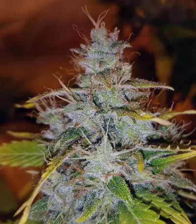 Auto Critical Orange Punch Feminized (Dutch Passion)