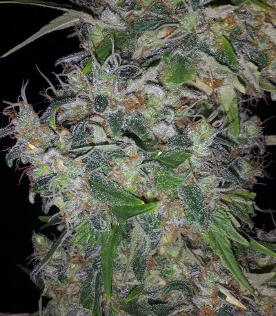 G13 Haze (Barney's Farm) Cannabis-Samen