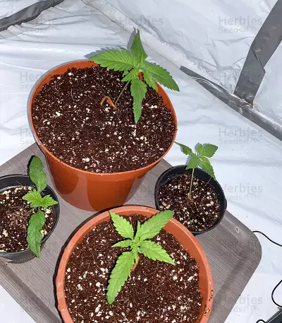 Green Crack Punch (Green Punch) (RQS) Cannabis-Samen