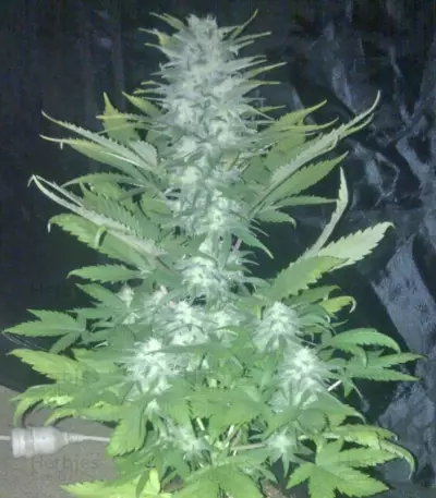 Green Love Potion (Samsara Seeds) Cannabis-Samen