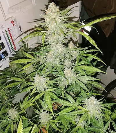 Maple Sherbet (Seedstockers) Cannabis-Samen