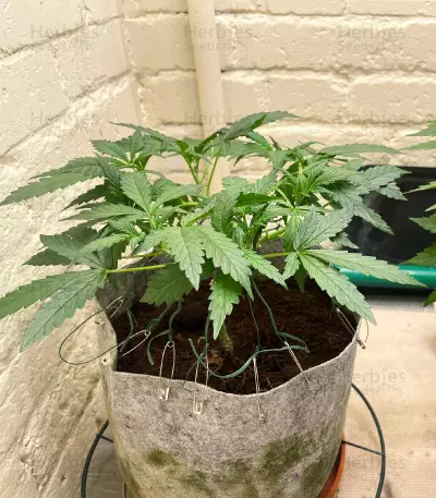 Northern Light (Kera Seeds) Cannabis-Samen