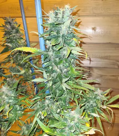 Pumpkin Kush regular (RQS) Cannabis-Samen