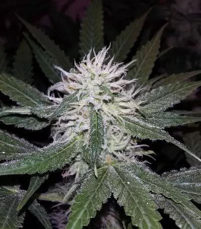 Purple Bud (White Label) Cannabis-Samen