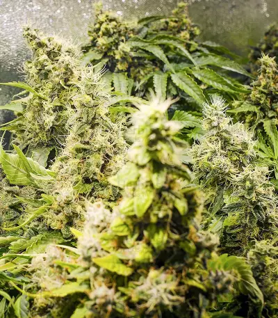 Purple Haze 1 (Positronics Seeds) Cannabis-Samen
