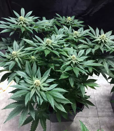 Purple Punch Cookies feminisierte Samen (Original Sensible Seeds)