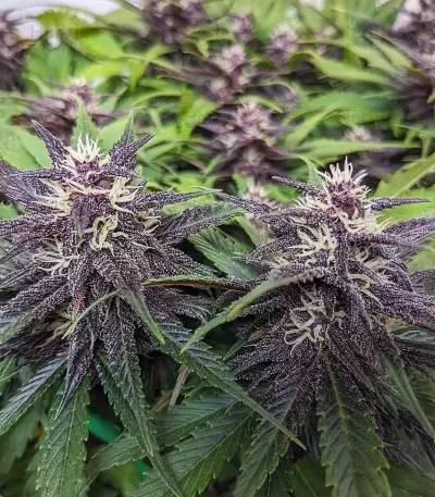 Red Strawberry Banana Auto feminisierte Samen (Sweet Seeds)