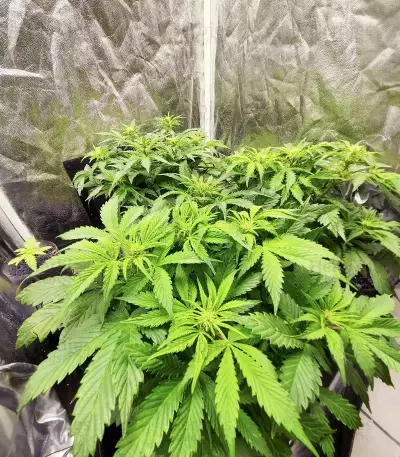 Apple Betty Auto-Samen (Herbies Seeds)