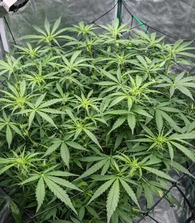 Banana Jealousy Auto RF3 (Ethos Genetics)
