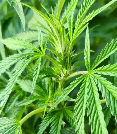 Blueberry Hill feminisierte Samen (Herbies Seeds)