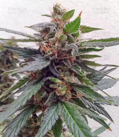 Buddha Magnum Auto (Buddha Seeds) Cannabis-Samen