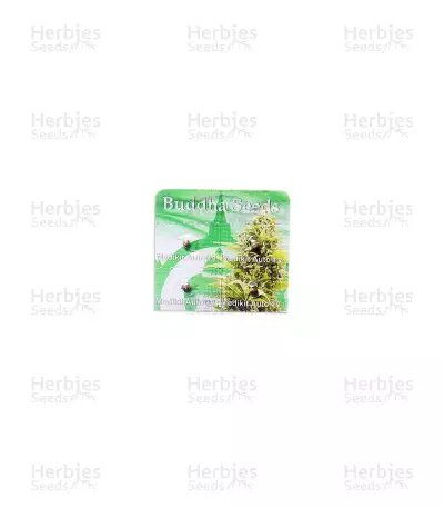 Buddha Medikit Auto CBD (Buddha Seeds) Cannabis-Samen