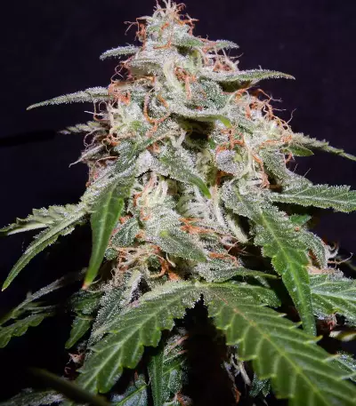 Cherry Bomb (Bomb Seeds)