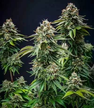 Cherry Pie Auto feminisierte Samen (Royal Queen Seeds)