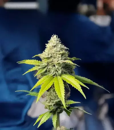 Florida Sunrise Autoflower feminisierte Samen (Seedkeepers)
