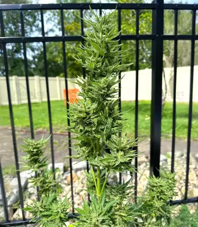 Frostbanger Auto feminisierte Samen (Fast Buds)