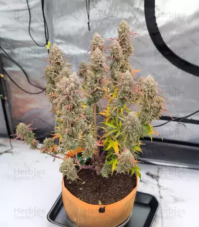 Fugue State Auto (Mephisto Genetics) Cannabis-Samen