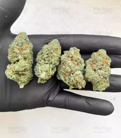 G13 Genius feminisierte Samen (Brothers Grimm Seeds)