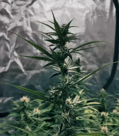 GG#4 Original Glue Auto (Original Sensible Seeds) Cannabis-Samen