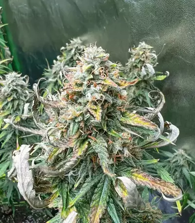 Godzilla Cookies Auto feminisierte Samen (Herbies Seeds)