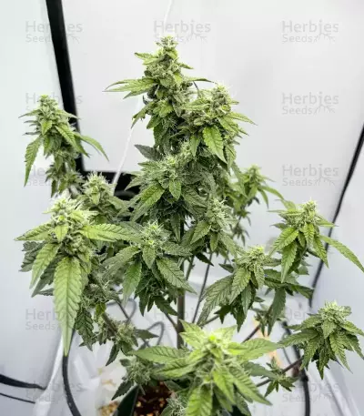 Granny Candy feminisierte Samen (Humboldt Seed Company)