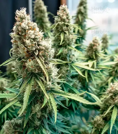 Green Monster Auto (Zambeza Seeds) Cannabis-Samen