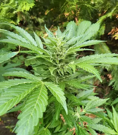 Lemon Jack Autoflower feminisierte Samen (Seedkeepers)
