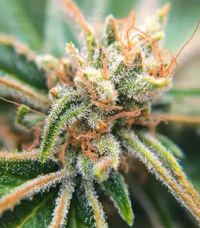 LFG (Barney's Farm)