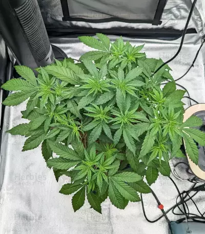 Mac N' Jack R1 feminisierte Samen (Ethos Genetics)
