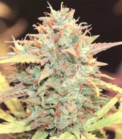 Original Auto Cheese (Fast Buds) Cannabis-Samen