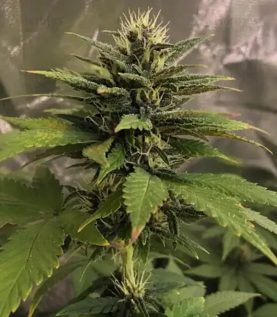 Purple Lemonade Auto RF3 (Fast Buds)