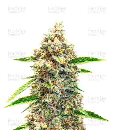 Section 781 Autoflowering (Blimburn x Herbies)